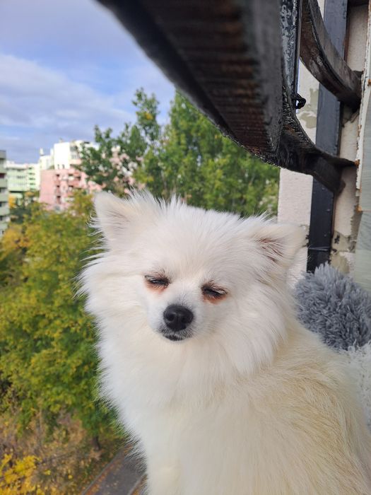 Продавам женски  бял  померан на 3 години