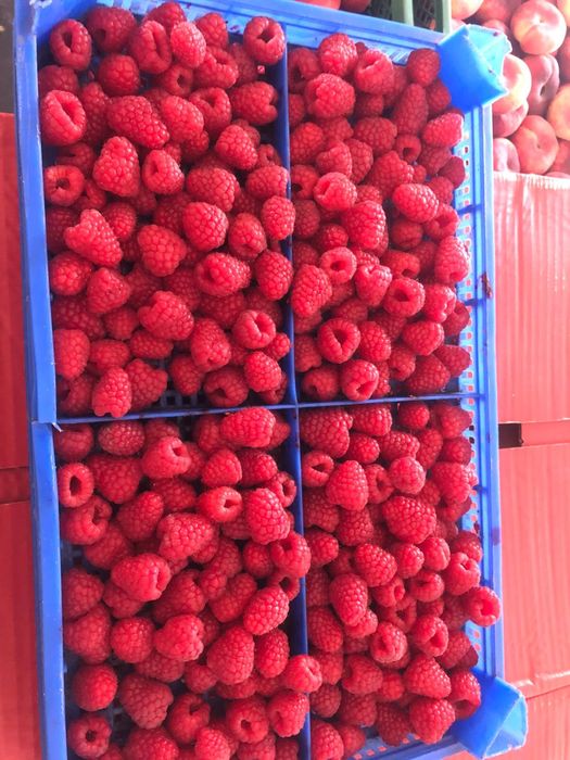 Елитен разсад малини и къпини.