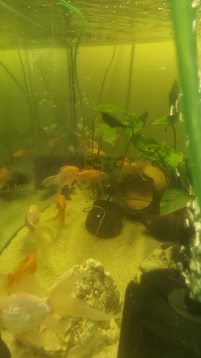 Acvariu pesti si accesorii