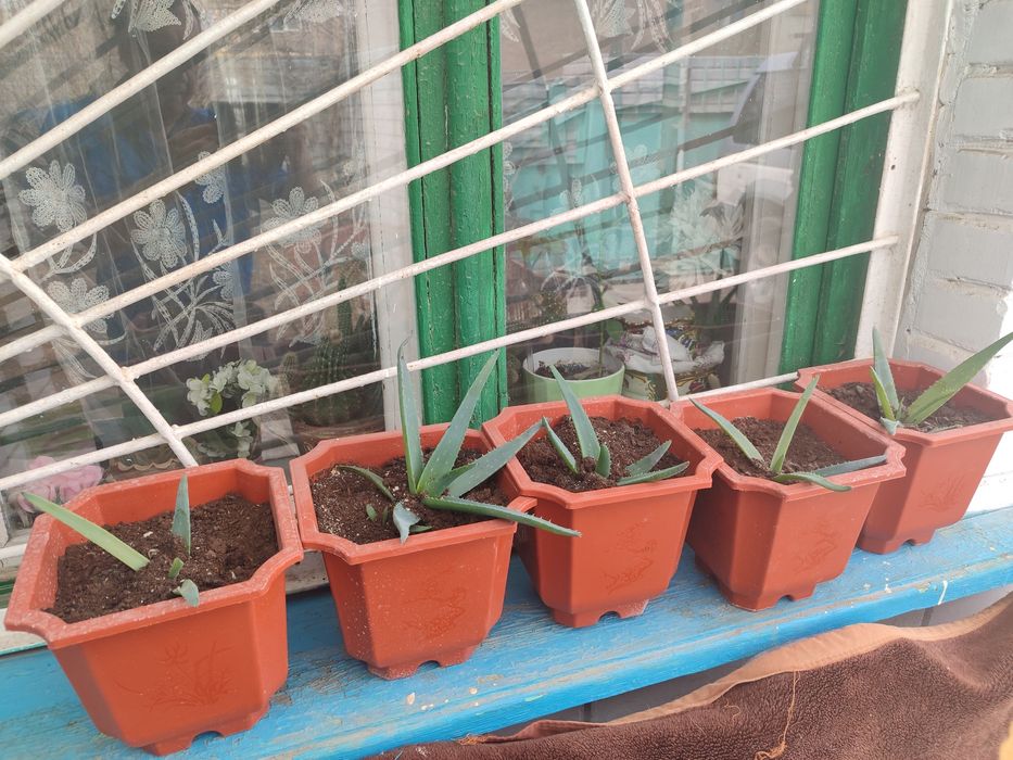 Продам цветы алоэ