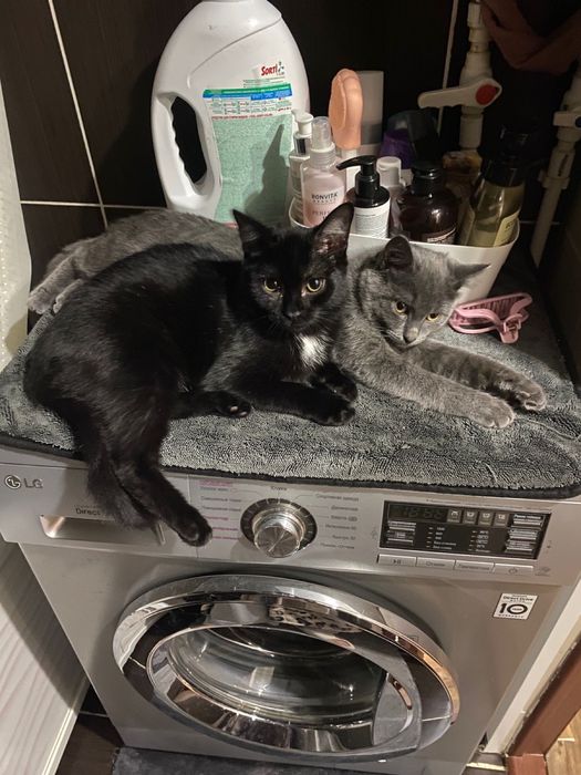 Котики ищут себе дом