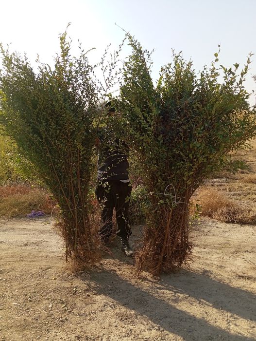 Yashil makon loyihasi