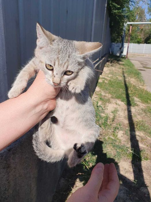 Котята бесплатно в добрые руки