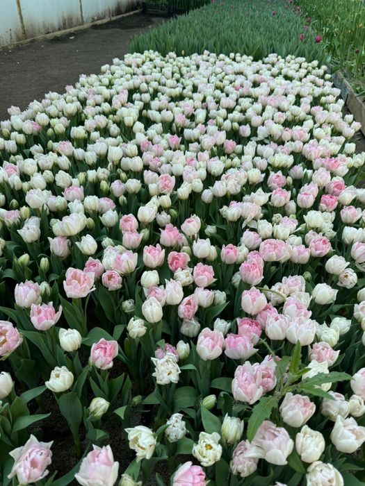 Тюльпаны оптом с теплицы