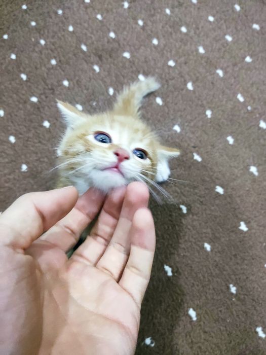 Отдам Котят даром в хорошие руки