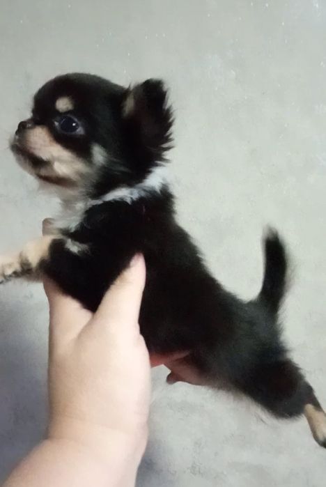 Счастье на ладошке