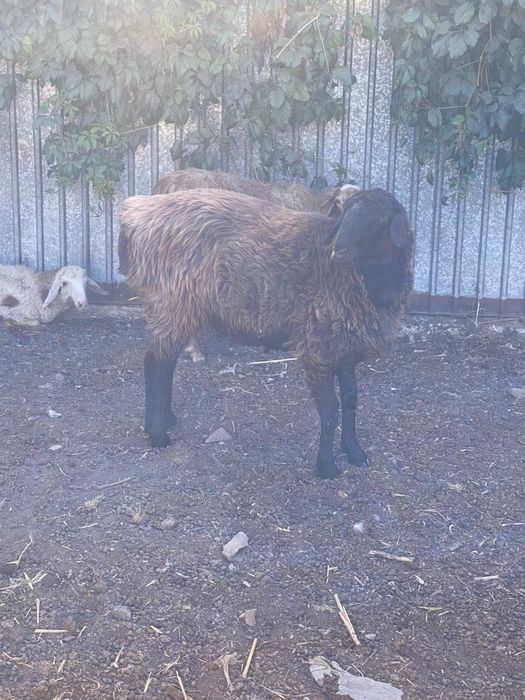 2 кочкара 2 матки 1 ягненок