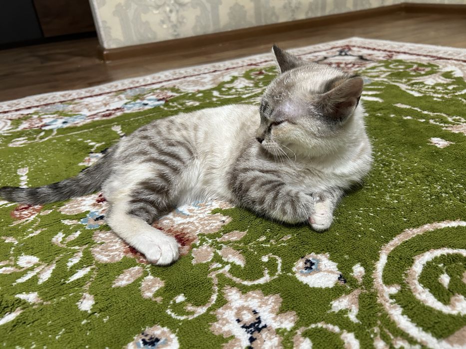 Шонтланская порода