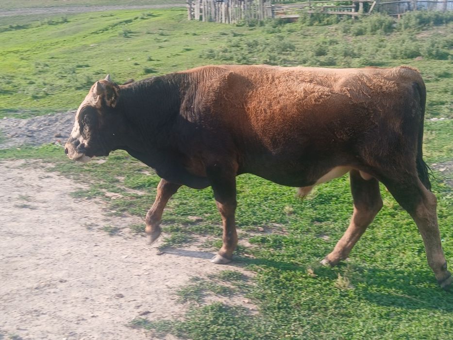 Буқа сатам соғым