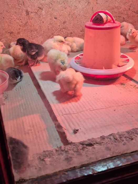 Балапандар сатылымда