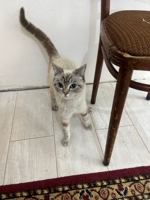 Отдам милого котёнка в добрые руки