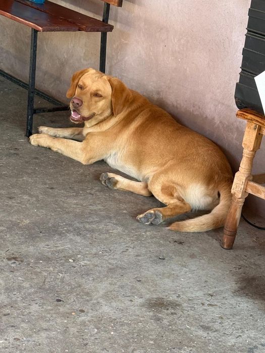 DONEZ CÂINE rașă Labrador
