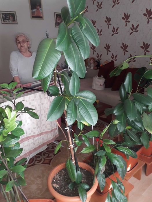 Flori in ghiveci de camera