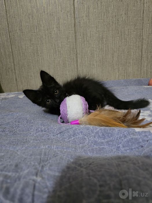 Отдам котенка в хорошие руки