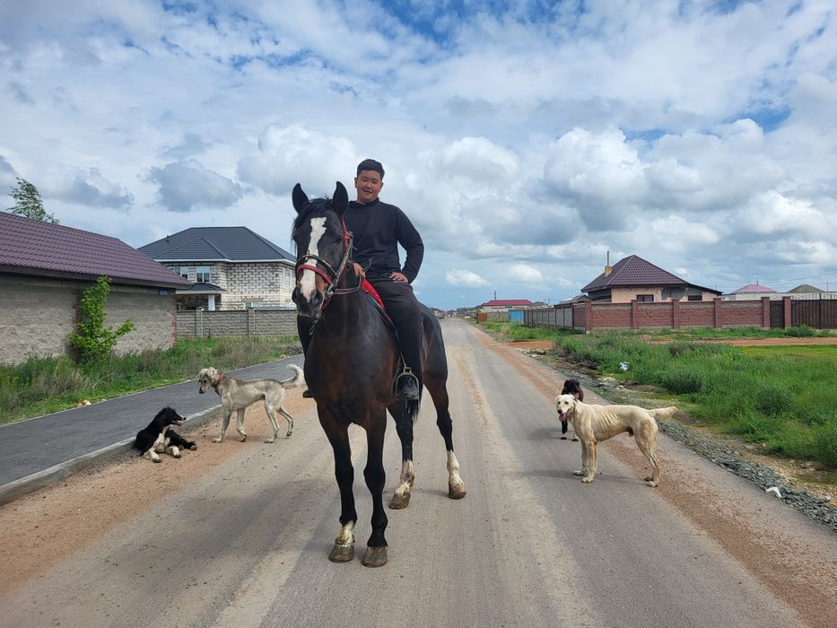 Кокпар ат жеребец