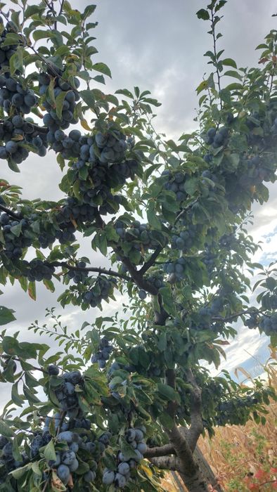 Vand prune  negre tuica