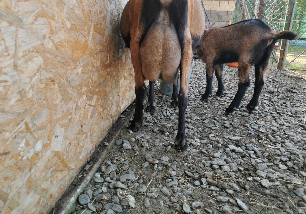 Iezi alpină franceză