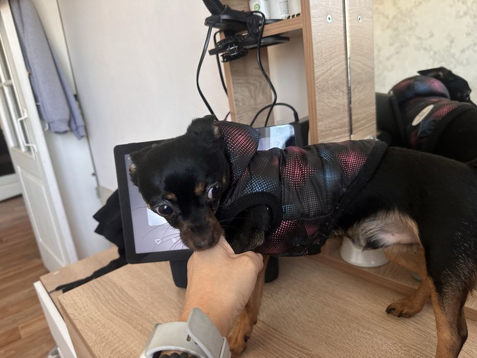 Одежда для собаки