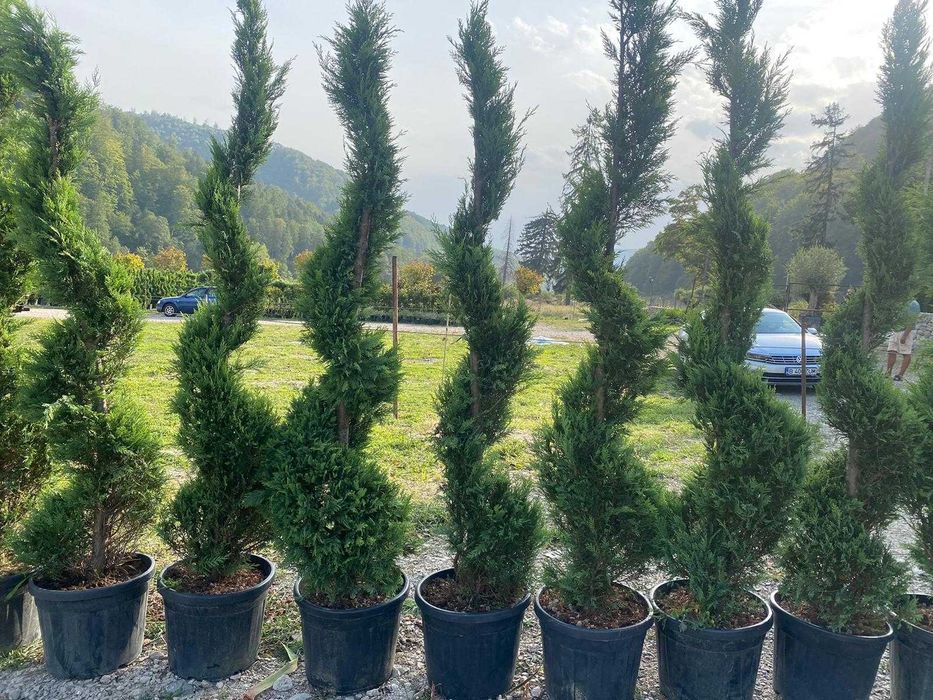Pon Pon - Tuia Spiral - Leylandii - Plante pentru Gradina