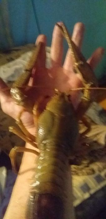 Живые и вареные раки очень сочные и