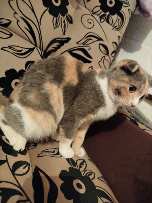 Продается 500 тыс Сергели