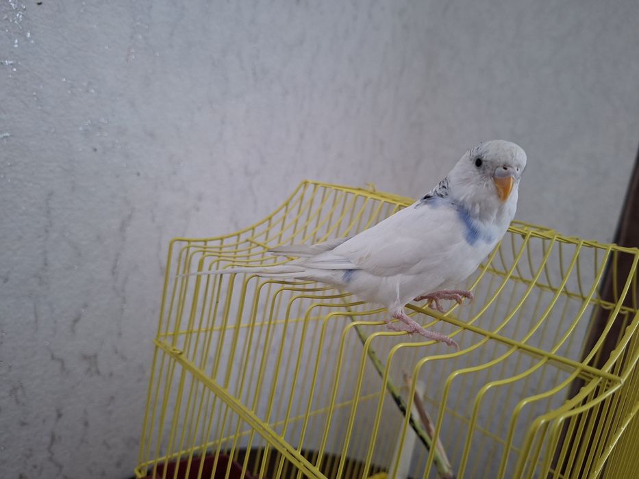 Попугай, волнистик