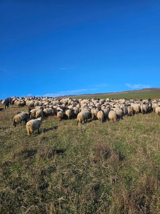 Vand oi  bucalai  detalii negociabil