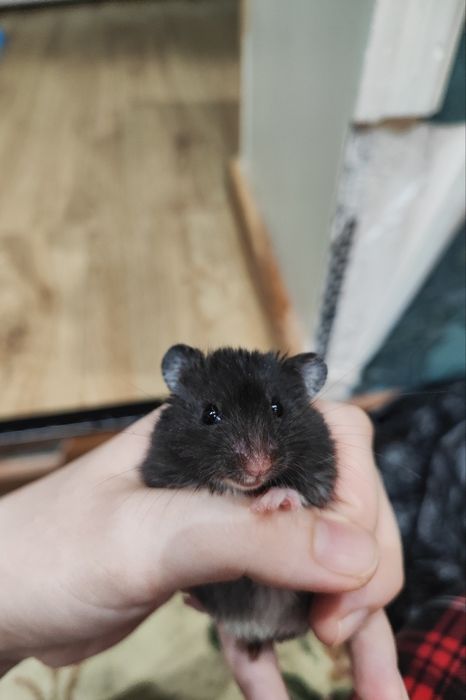 Хомяк кора айикчам