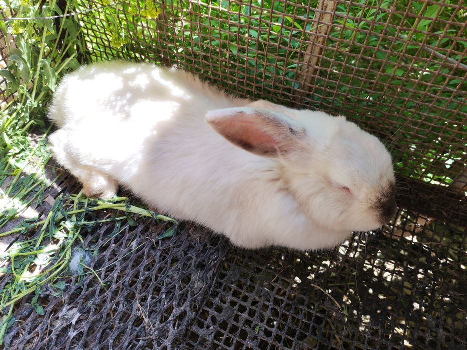 Калифорния Куенла