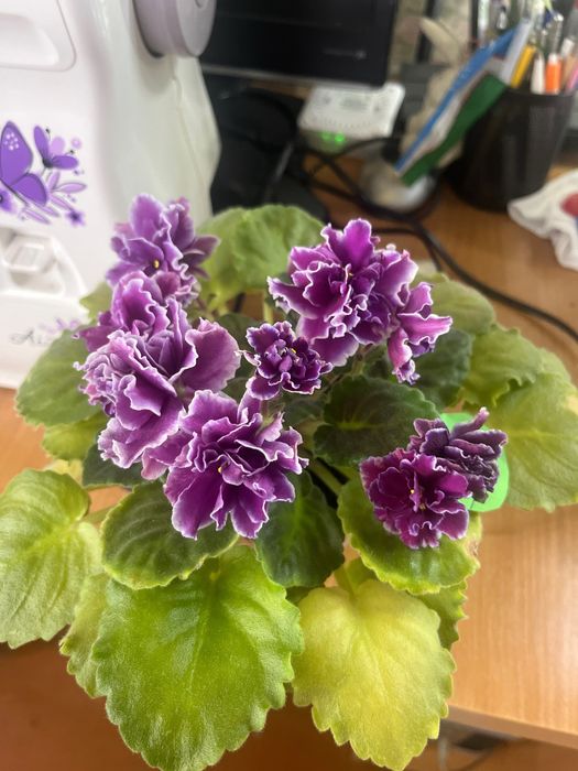 Комнатные растения