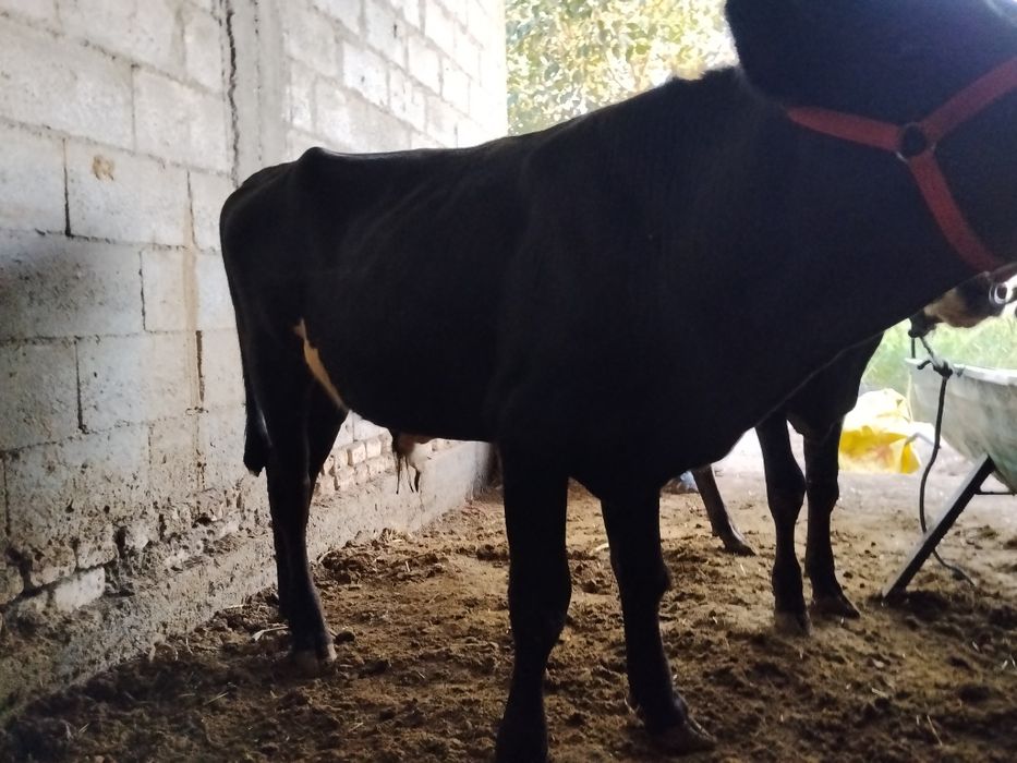 Buqacha sotiladi. Narxini kelishamiz