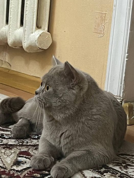 Мартин вязка британец