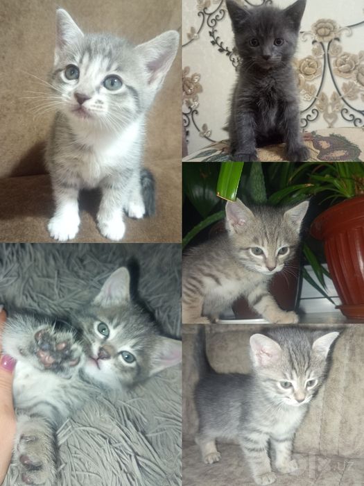 Пристраиваются милые котята