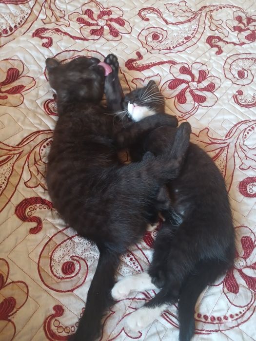 Отдам котят в добрые руки
