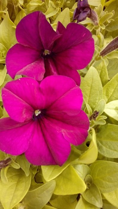 Питуния с теплицы 150 тг.