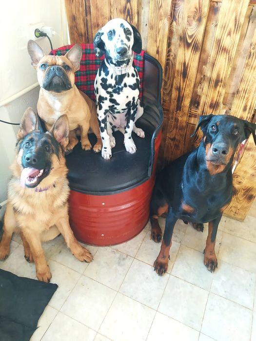 Детский сад для собак