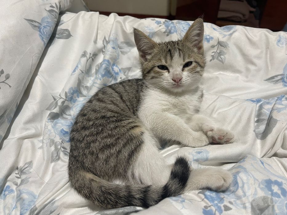 Котенок домашний, для пристройства, 2 месяца