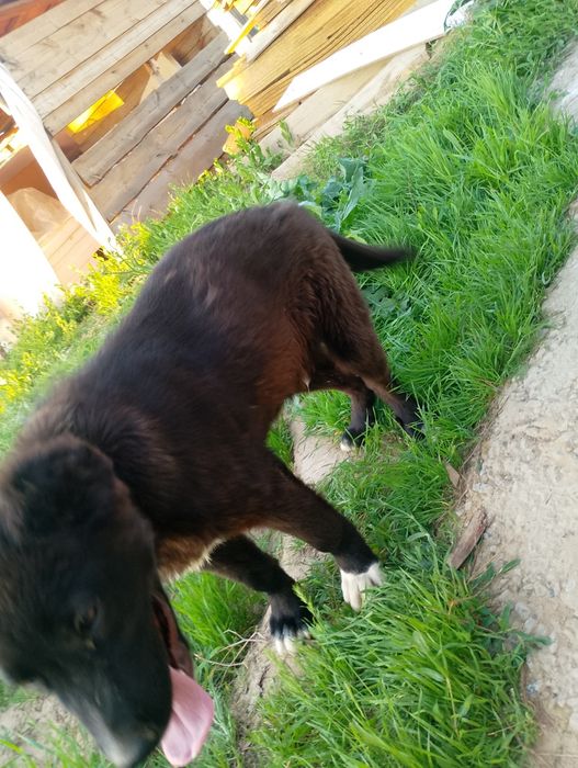 Щенок собака животные