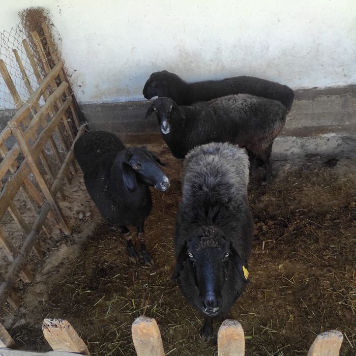 Семіз саулықтар сатылады