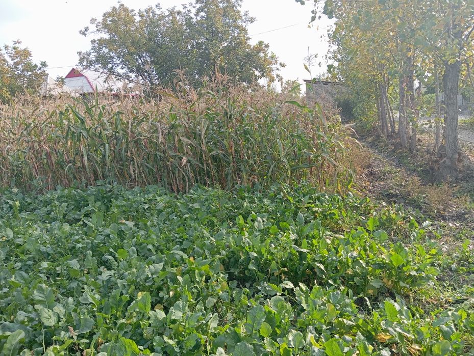 Uy sotiladi 15 sutix yirjoylari bn. ishtixon tuman