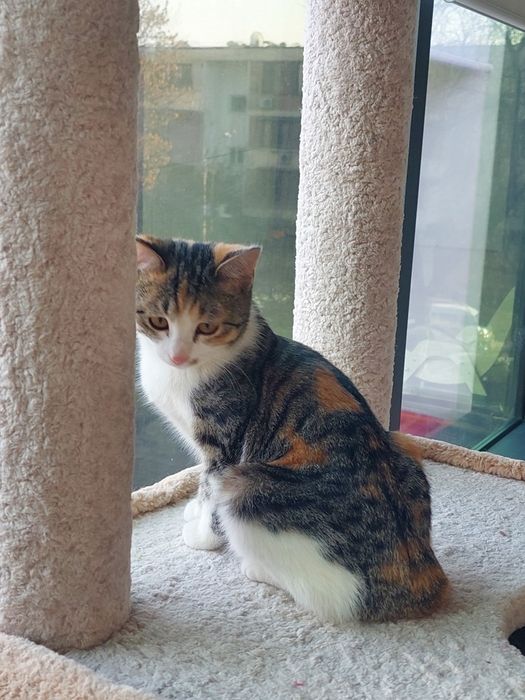 Котенок девочка трехцветная Ташкент