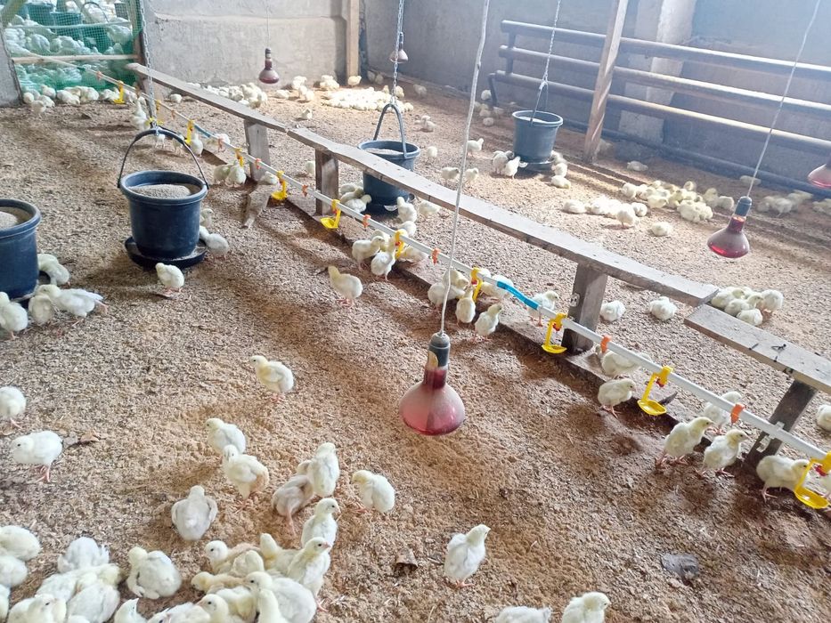 Продам базу под животноводство