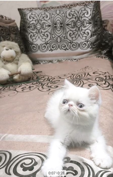 Экзотик мальчик из Проф.Питомника