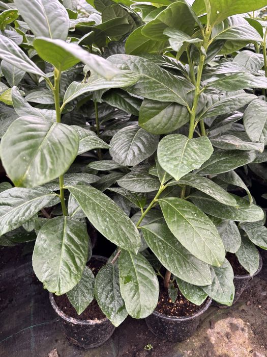 Prunus Laurocerasus (laur englezesc)