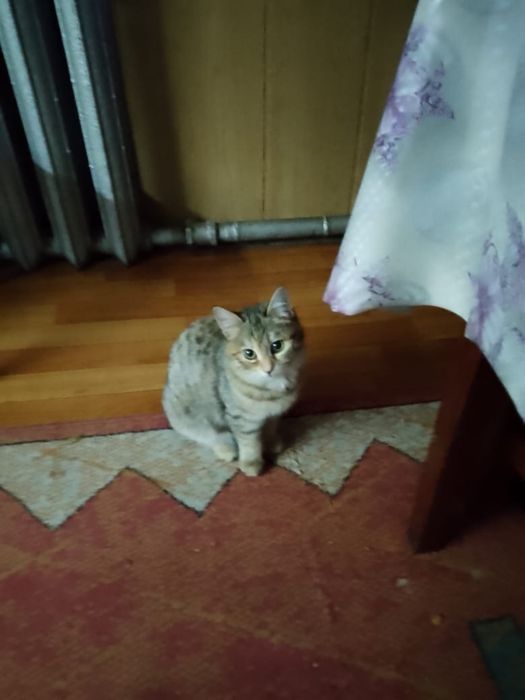 Отдам котят  в добрые руки