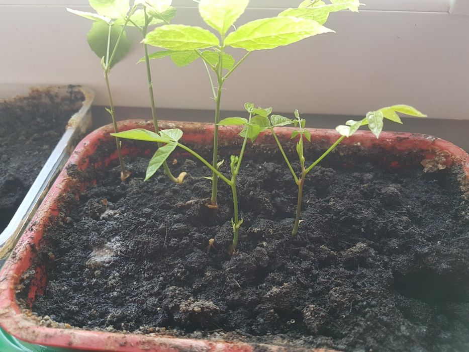 Floare flori Wisteria mov glicina semințe sau ghiveci