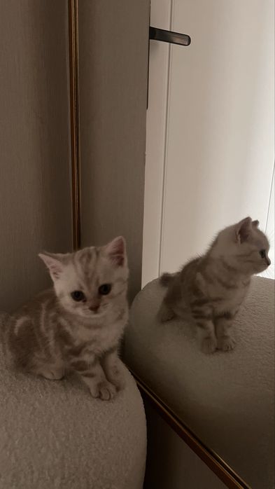 Котенок шотландский мальчик