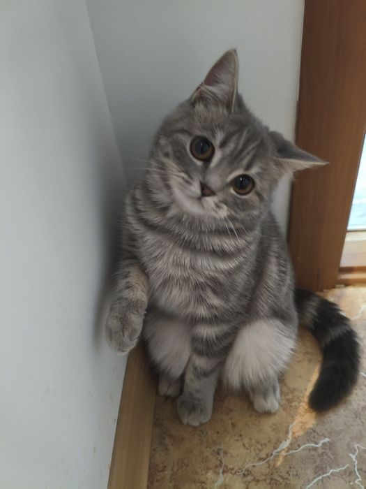 Отдам в хорошие руки.