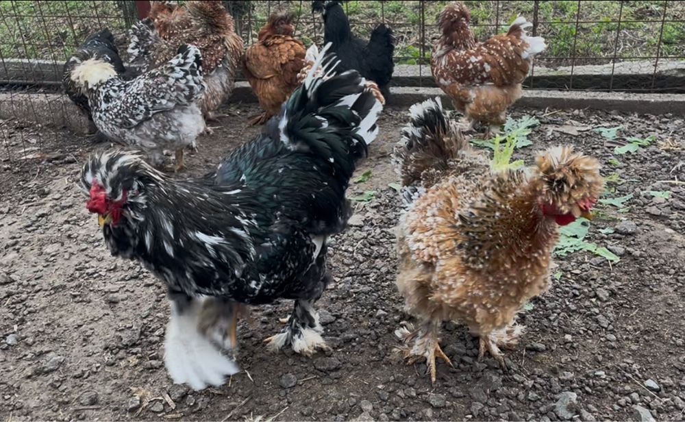 Oua incubat gaini Strumsky -motate incaltate frezate