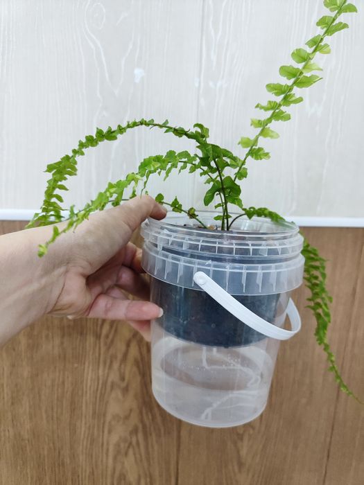 Нефролепис тигр (папоротник)